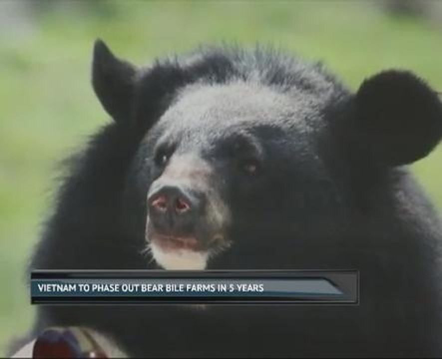 Vietnam to phase out bear bile farms in five years