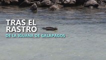 La iguana marina de Galápagos se encuentra en una situación de conservación 