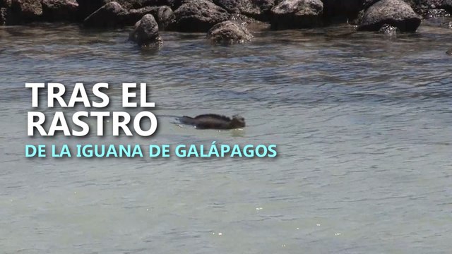 La iguana marina de Galápagos se encuentra en una situación de conservación vulnerable .-