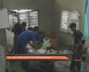 Upah OKU proses daun ketum untuk di eksport