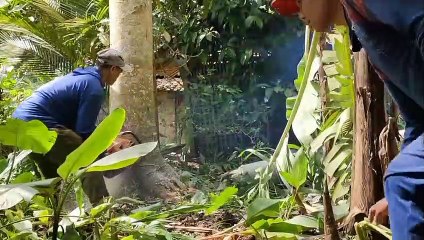 Chainsaw tebang kayu albasia