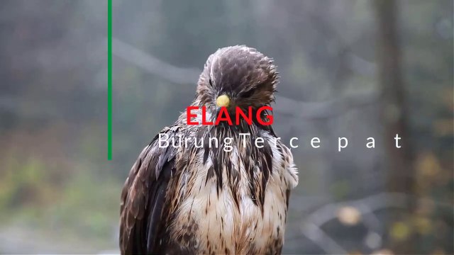 Elang Burung Tercepat