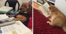 Une enseignante demande à ses élèves de lui envoyer des photos de leurs animaux effectuant les... devoirs à leur place !