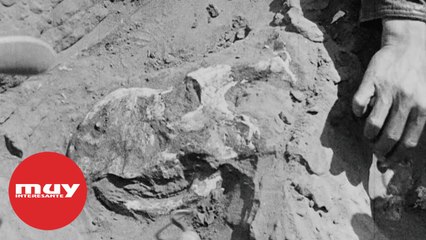 Los hallazgos de dinosaurios del Desierto del Gobi