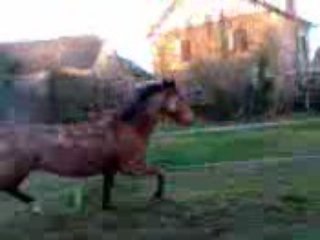 Vidéo009