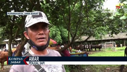 Harga Hewan Sapi Naik 1 Sampai 2 Juta Per Ekor