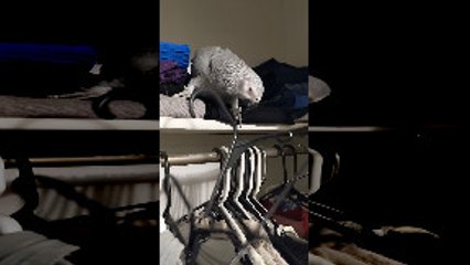 Parrot Helps Pack for Work
