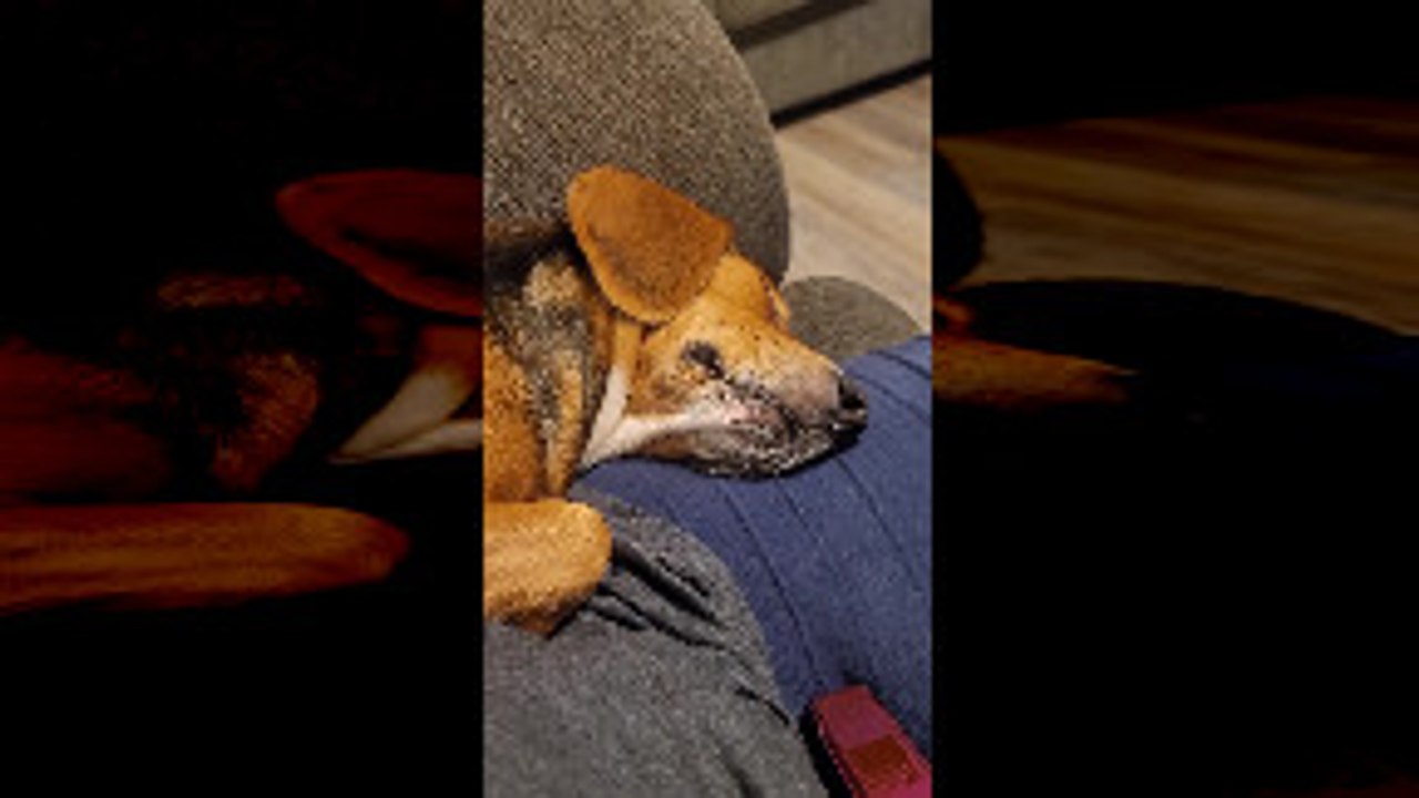 Sleeping Beagle Snores