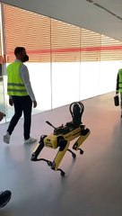 Un robot mascota acapara toda la atención en el MWC