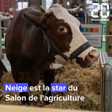 Salon de l'agriculture: Voici Neige, l'égérie de l'édition 2022