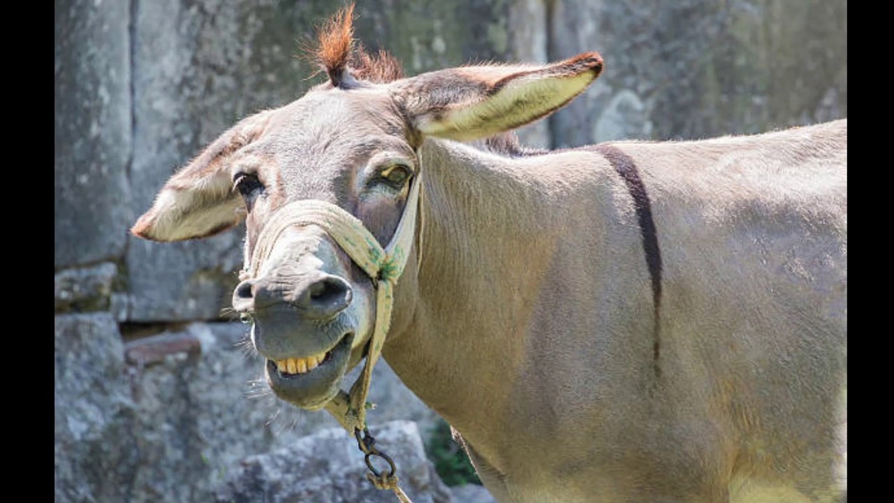 Acting Like a Mule Dr. Robert Ownby