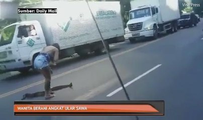 Wanita berani angkat ular sawa