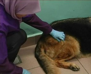 Perkembangan kes rabies di Sarawak
