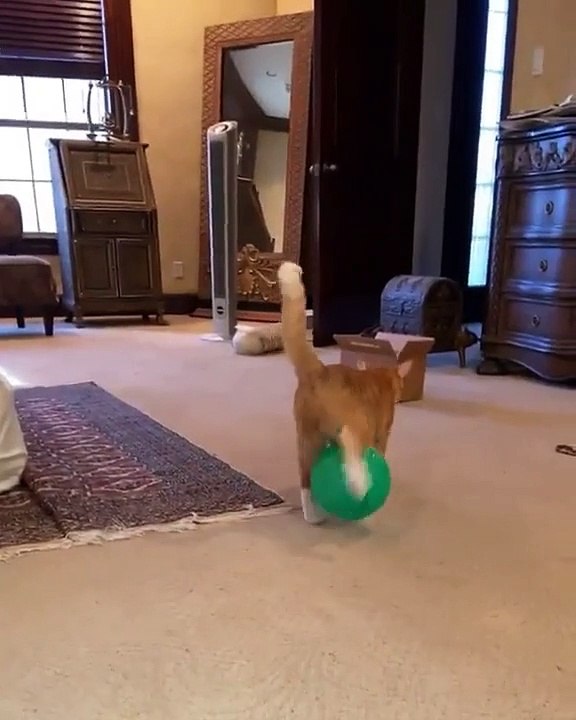 Splashnews funny vid