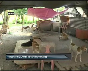 Three critical after infected with Rabies