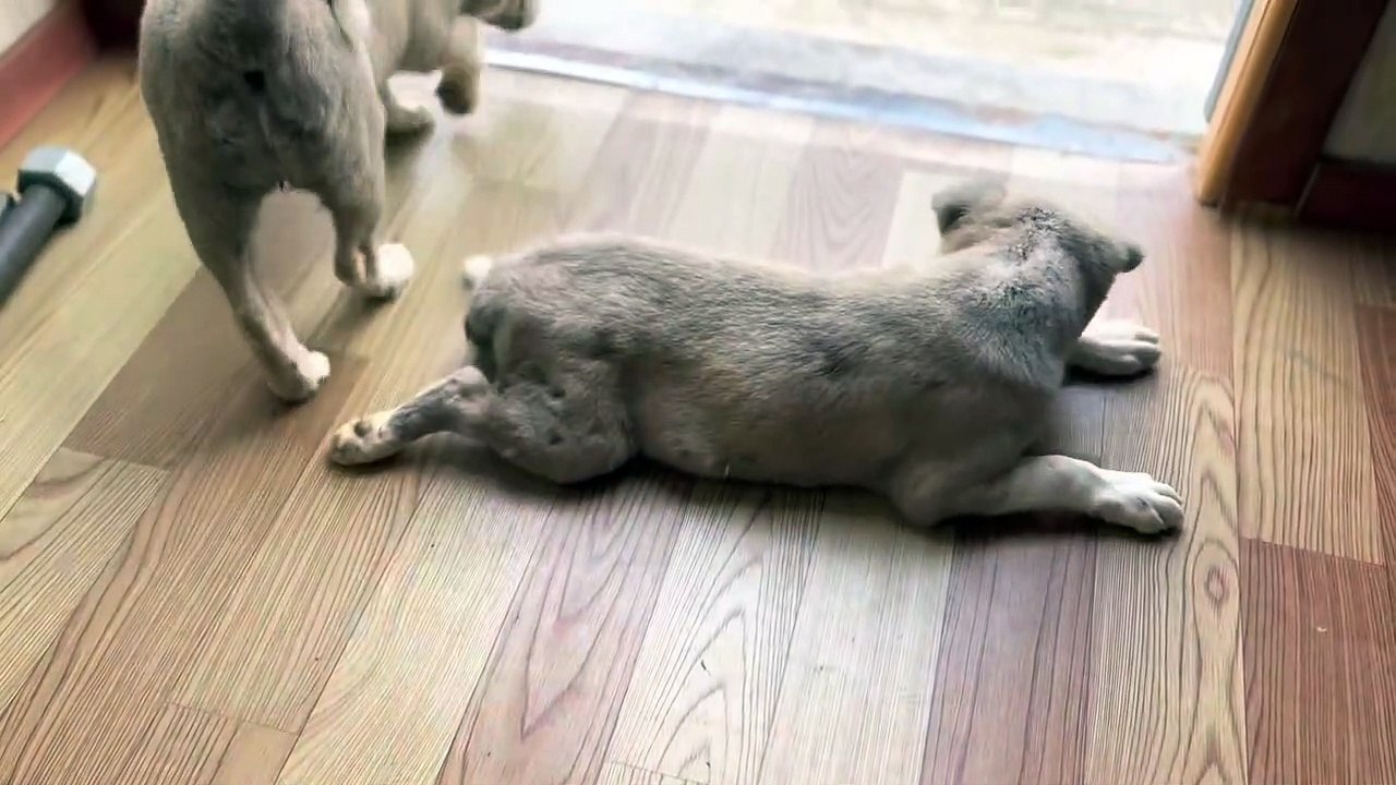 Watch Young dogs in my office 2022