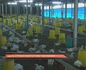 Jabatan Veterinar diarah kaji punca 7,000 ayam mati