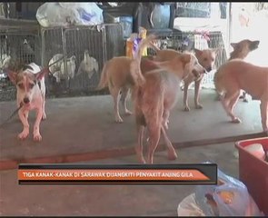 Tiga kanak-kanak di Sarawak dijangkiti penyakit anjing gila