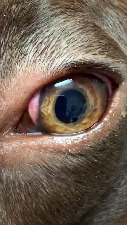 Parasitic Worms Spotted in Dog's Eye