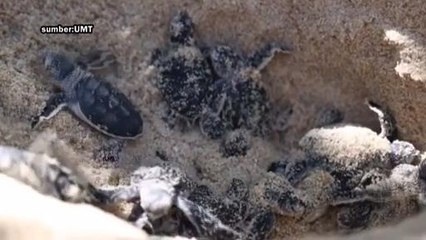 Eko Santai (Episod 9): Selamatkan penyu kita