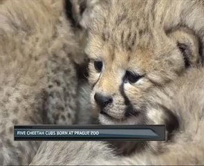 Five cheetah cubs born at Prague zoo