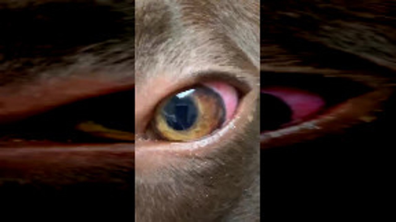 Parasitic Worms Spotted in Dog's Eye video Dailymotion