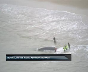Humpback whale washes ashore in Australia