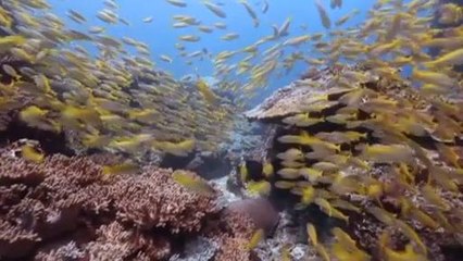 Eko Santai (Episod 8): Hari Laut Sedunia