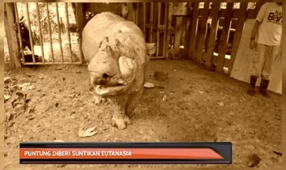 Puntung diberi suntikan eutanasia