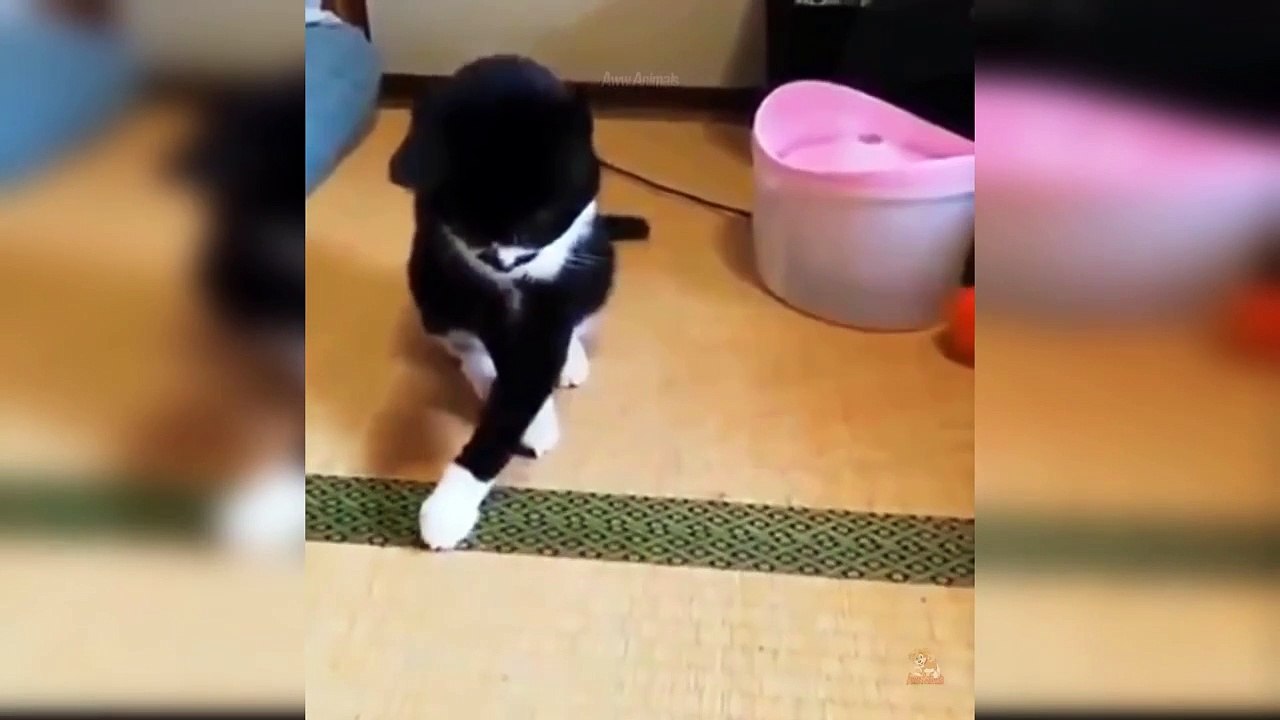 Baby Cats - Cute and Funny Cat Videos Compilation   Aww Animals-
