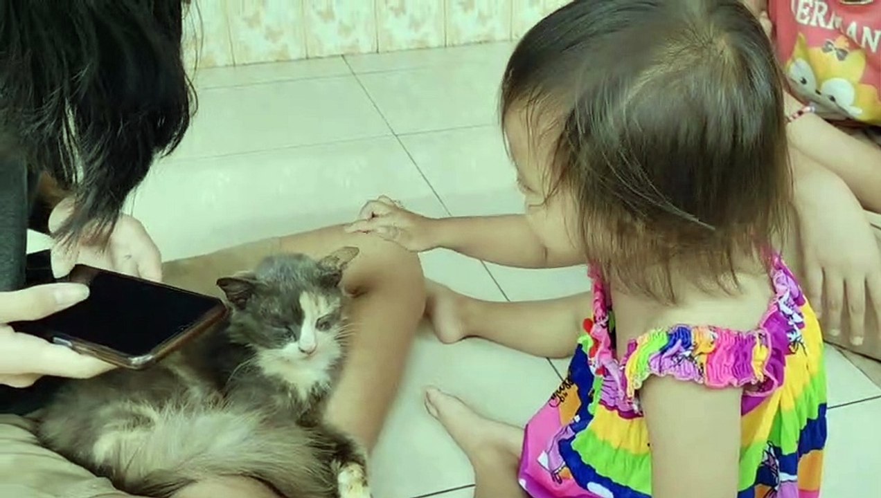 Kucing anggora yg terbuang , dapat tuan baru