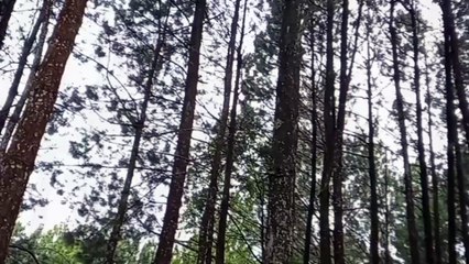 Kicau Burung di Hutan Pinus Wangun | Relaksasi Otak dan Tidur
