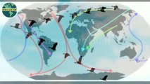 ||Why Birds Fly in V Shape|| Migratory Birds