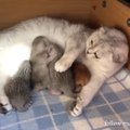cute cat with her baby , cat funny video, follow me for more interesting video