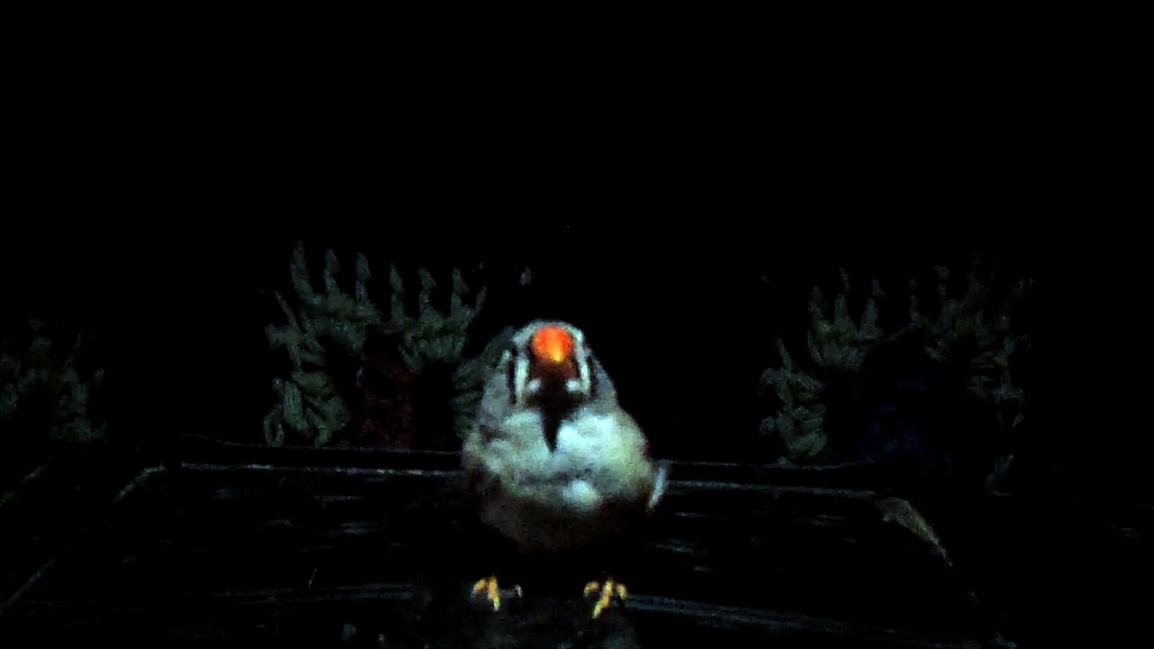 ZEBRA FINCH 102_8165