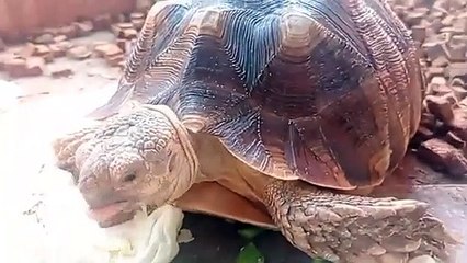 Kasih Makan Kura Kura Darat (Tortoise). Mahal Seharga Mobil !!