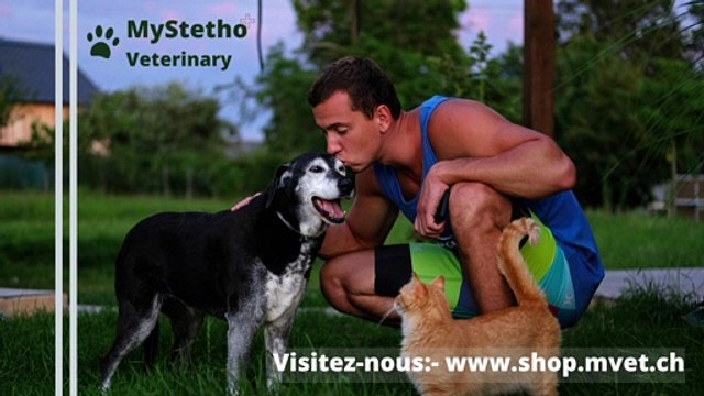 Magasin de jouets pour chats en Suisse- MyStetho Veterinary