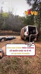 Xôn xao cảnh trăn khổng lồ quấn chặt xe ô tô và sự thật té ngửa