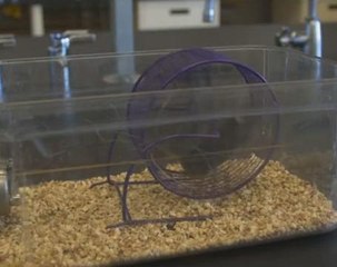 Mouse study brings exercise pill a step closer