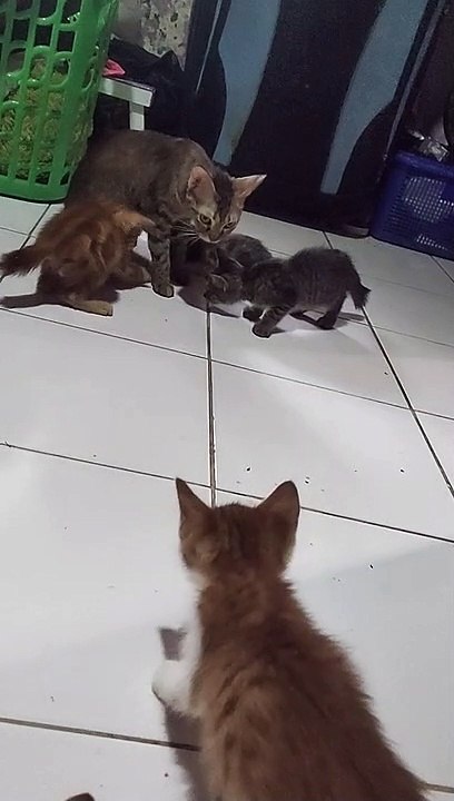 My Cats