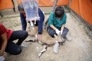 Halsiz düşen yaban keçisi ASAT'a sığındı