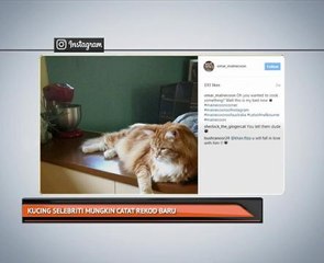 Kucing selebriti mungkin catat rekod baru