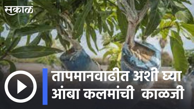 Farming Advice | तापमान वाढीत अशी घ्या आंबा कलमाची काळजी | Sakal |