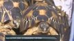 KLIA Customs seize 330 endangered tortoises
