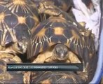 KLIA Customs seize 330 endangered tortoises