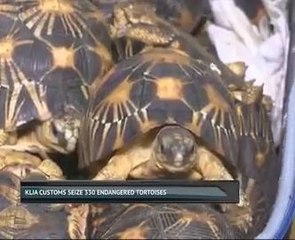 KLIA Customs seize 330 endangered tortoises