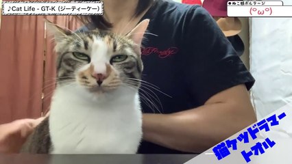 【ネコケツドラム】せがまれたのであのYouTube有名曲叩いてみたCat Life - GT-K（Spanking The Cat）
