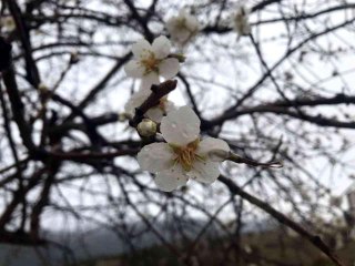 Bilecik'te baharın habercisi bademler çiçek açtı