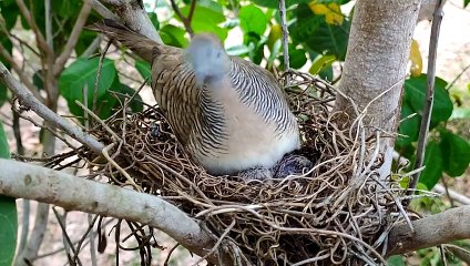 mother bird raises her young in a natural nest