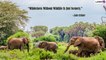 World Wildlife Day 2022: Quotes, Messages and Images Raising Awareness on Wildlife and Nature